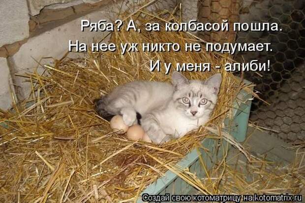 Лучшие котоматрицы недели