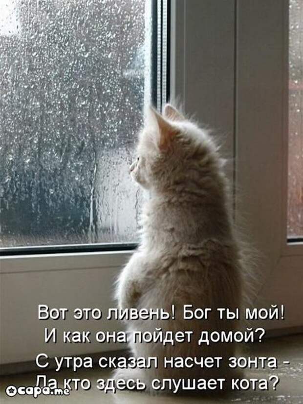 Позитивные котэ (29.05.15)