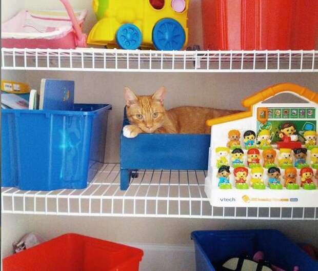 кошка в кроватке
