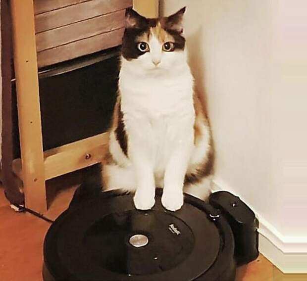 10 кошек, которых хозяева застали на месте преступления