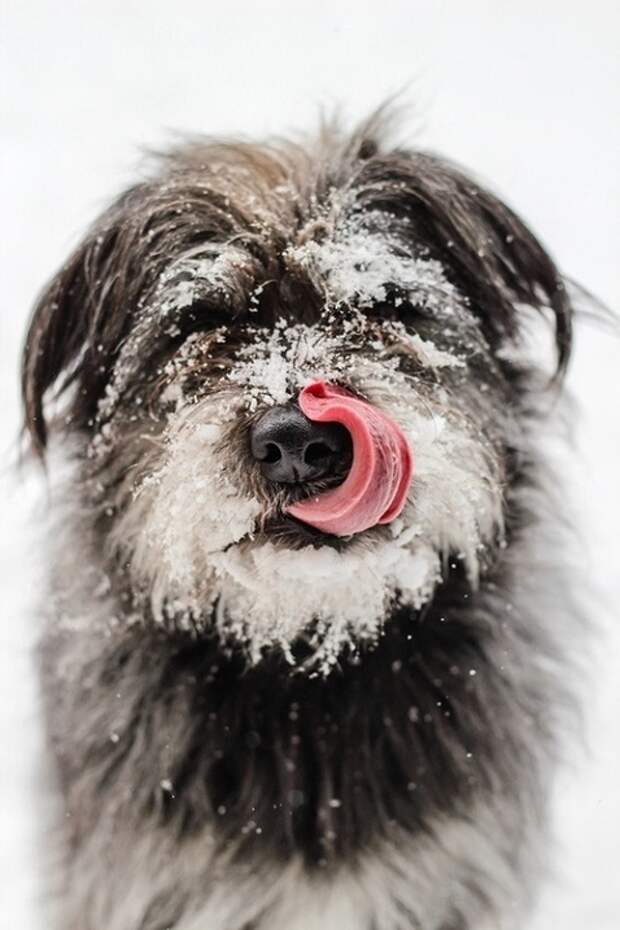 Животные в снегу. Фото