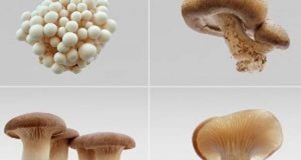 Mushrooms4-845x684-845x450