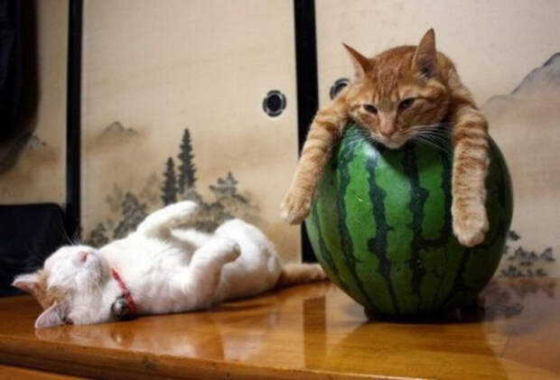 коты релаксация