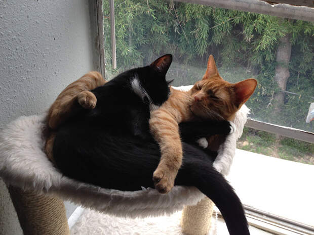 adopted-cats-sleeping-together-hammock-barnaby-stoche-18