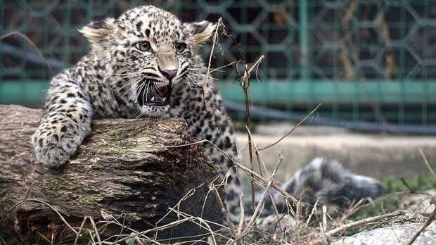 Жизнь леопардов под угрозой: в нацпарке Сочи могут разрешить добычу полезных ископаемых
