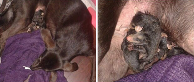 dog-adopts-opossums-baby-orphans-stephanie-maldonado-21