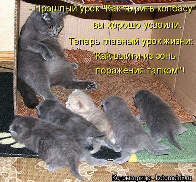 Забавные животные. Смешные фото Забавные животные. Смешные фото