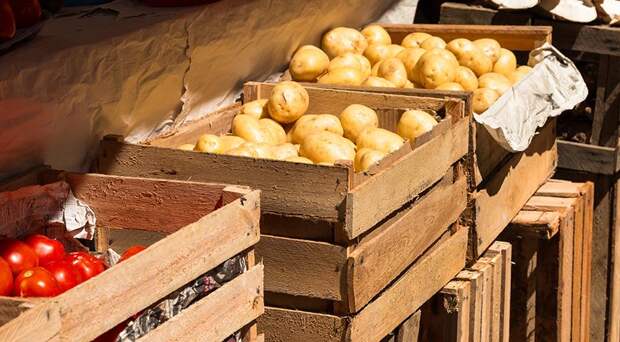 Почему картошка стала сладкой и можно ли ее есть