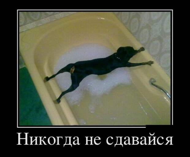 Пятничная подборка демотиваторов демотиватор, юмор
