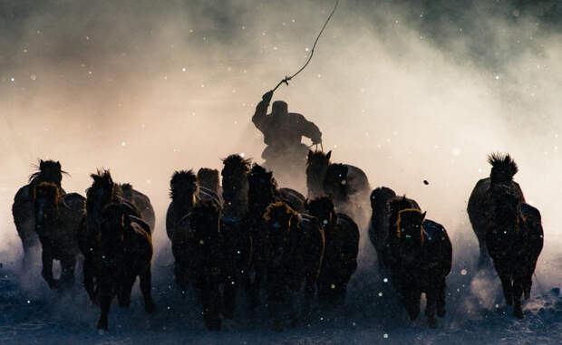 Winter Horseman Автор: Энтони Лау Монгольский погонщик управляет стадом лошадей. Этот снимок получил главный приз контеста.