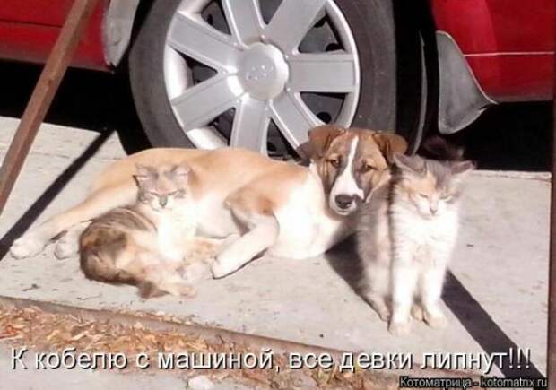 Котоматрицы