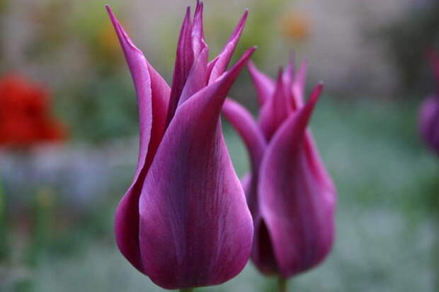 Цветок лилиецветных тюльпанов &ndash; шедевр тюльпанной селекции