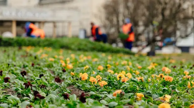 На улицах Петербурга начали высаживать первые весенние цветы