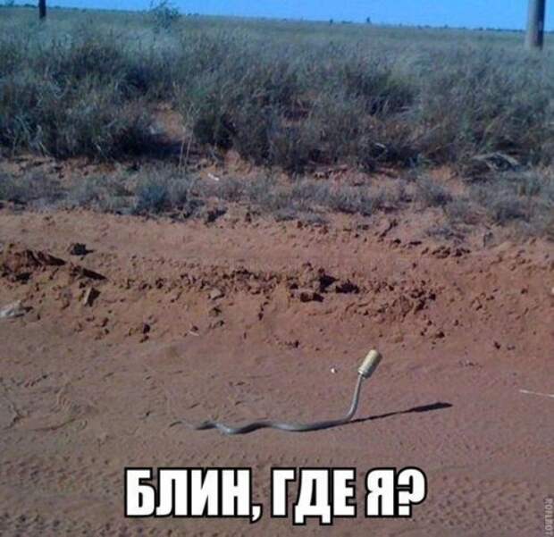 Прикольные картинки для всех (43 шт)