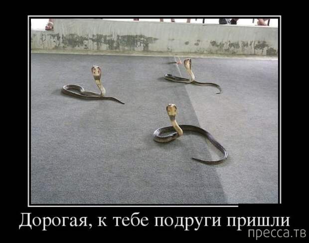 Демотиваторы (30 фото)