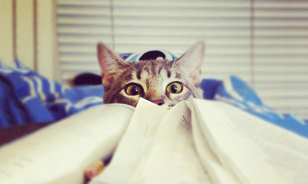 cat-reading
