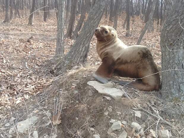 Спасение морского льва добро, животные