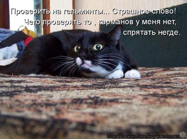 Чудная котоматрица 4