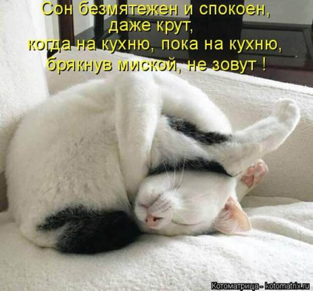 Новая и прикольная котоматрица на 22 сентября (29 фото)