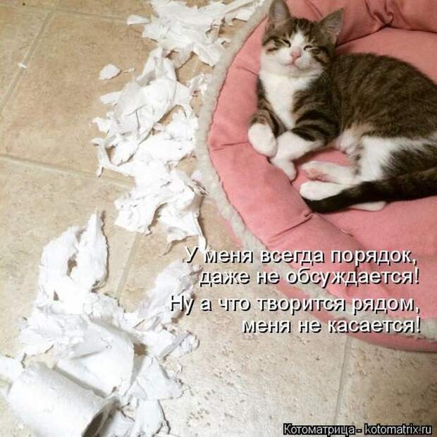Лучшие котоматрицы недели
