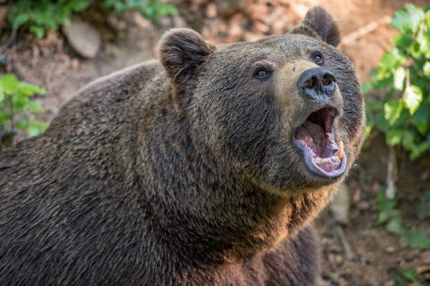 На Сахалине медведь вышел на дорогу и отгрыз дворник на автомобиле