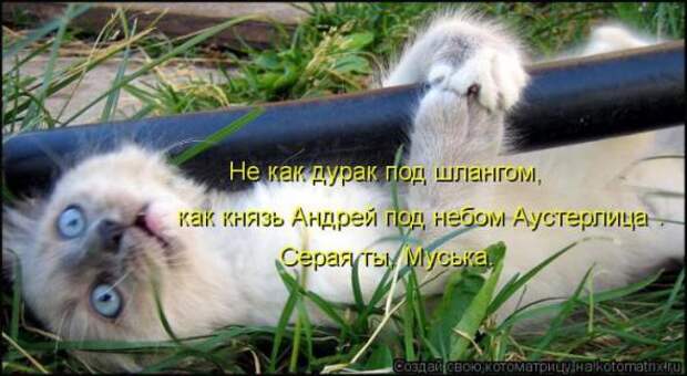 Котоматрицы (картинки с надписями)