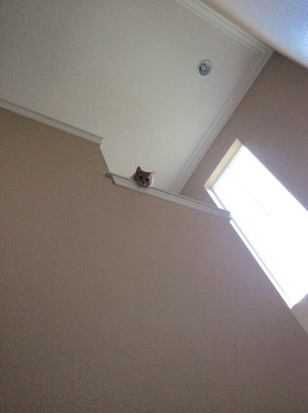 Несколько фотографий, которые доказывают, что все коты — секретные агенты