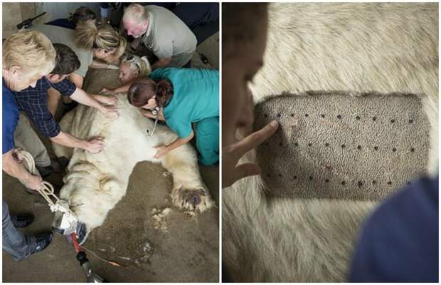 Команда ветеринаров провела на белом медведе 50 тестов на аллергию белый медведь, болезни животных, животные, звери, зоопарк, природа, фото, хищник