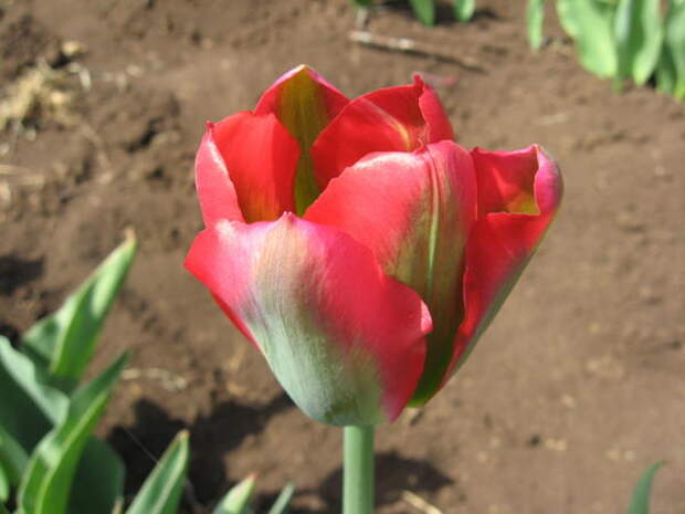Тюльпан сорт Red Springgreen