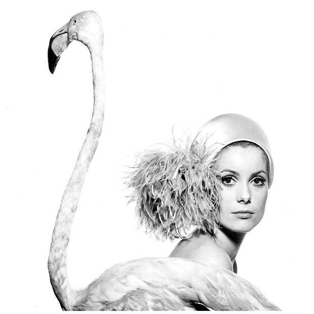 Catherine Deneuve, photo by David Bailey, taken Jan. 11, 1968 for Vogue Photo David Bailey.jpg Catherine Deneuve, photo by David Bailey, taken Jan. 11, 1968 for Vogue Photo David Bailey.jpg
