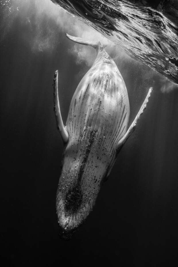 Удивительные подводные фотографии китов животные, киты, фото
