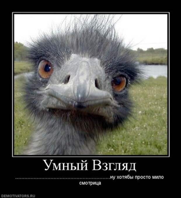 Веселые демотиваторы.