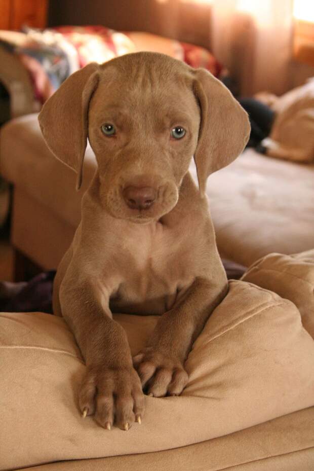 Веймаранер, или веймарская легавая (нем. Weimaraner)