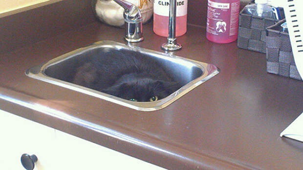 кошки которые думают что они хорошо спрятались 