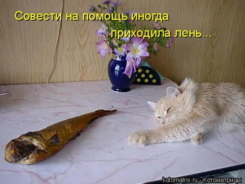 Новая котоматрица (32 фото)