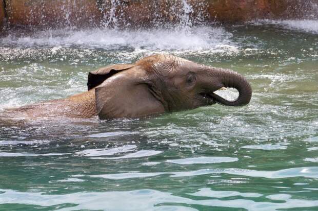 Слоны — большие любители не только плавать, но и играть кокосами и другими плодами в нечто напоминающее водное поло