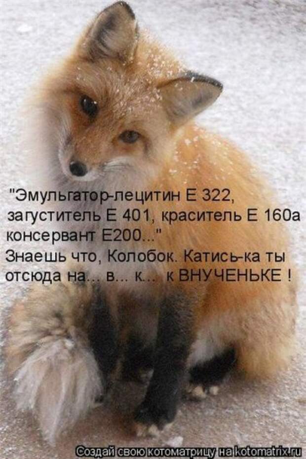 Котоматрица 26