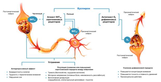 Нейробиологические механизмы действия и соответствующие терапевтические эффекты буспирона