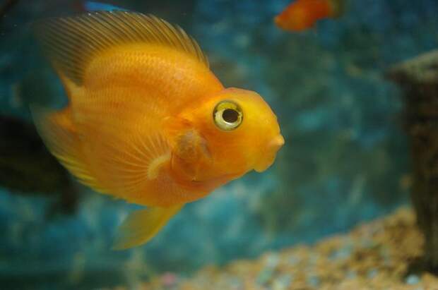 Рыба красный попугай — гибрид видов цихлазом. (Takahiro Asai)