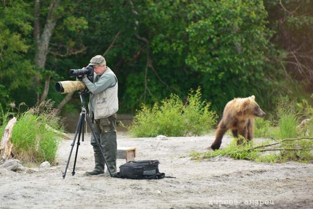 Пять минут из жизни фотографа-анималиста животные, камчатка, медведь, наблюдение, фотограф