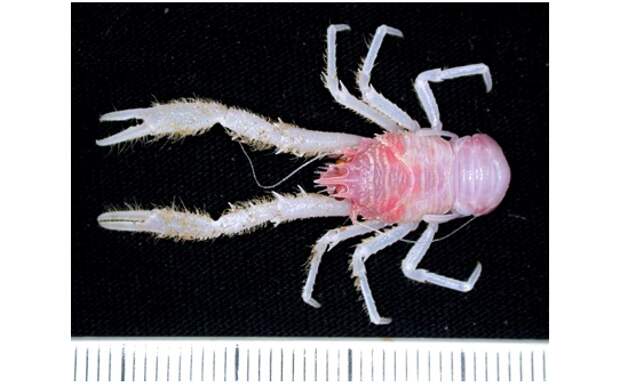 Более сотни неизвестных науке морских существ нашли у берегов Австралии (8 фото)