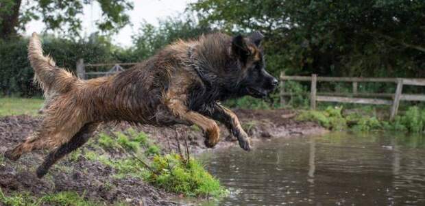 This week on Meet the Giants - the Leonberger! Head over to the blog to read all about this gorgeous gentle giant!