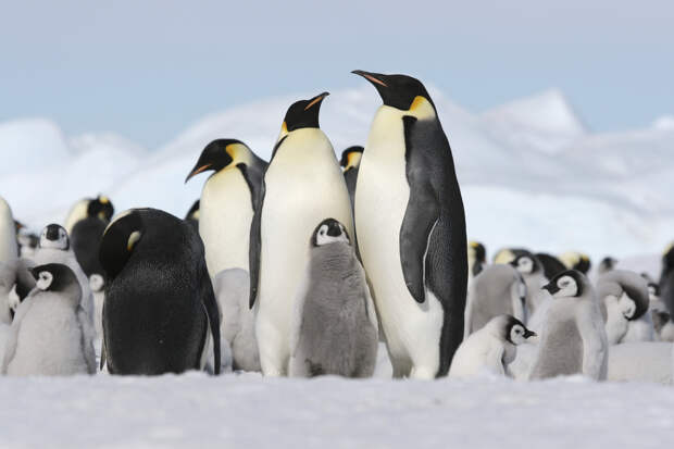 императорский пингвин