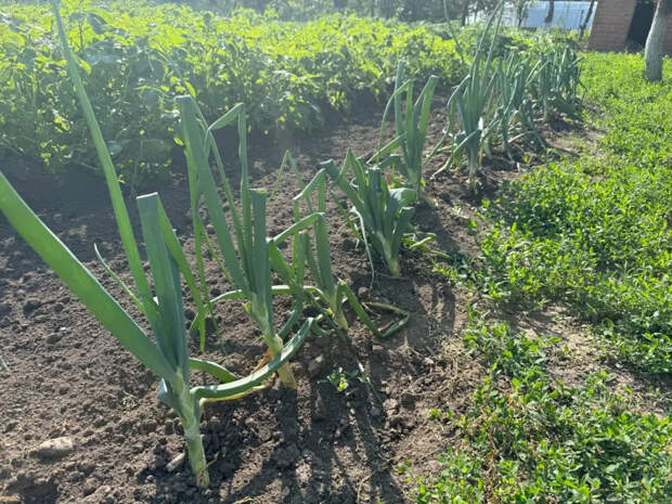 Щепотка в лейку: такая мука превратит лук в гиганта с кулак и уберёт желтизну пера