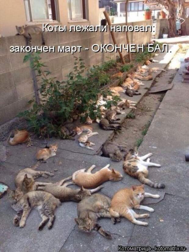 Лучшие котоматрицы - прикольные картинки