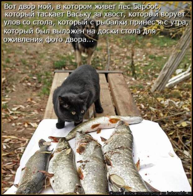 Котоматрица