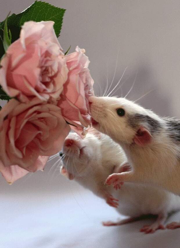 Крысы и розы в фотоработах Эллен ван Дилен. Фото