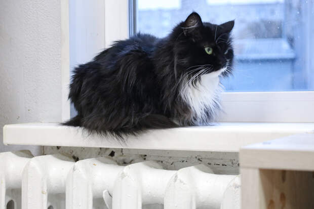 Россиянин завел кошек «на удачу» и поплатился