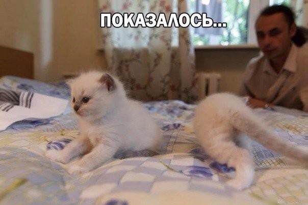 Показалось... Фото показалось, демотиваторы, прикол, юмор