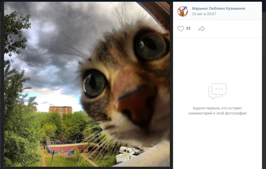 Кошку-беглянку из Марьино нашли спустя три месяца